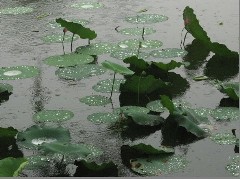 借景抒情开云手机在线登入,开云(中国)200字-看雨景