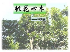 《桃花心木》读后感200字